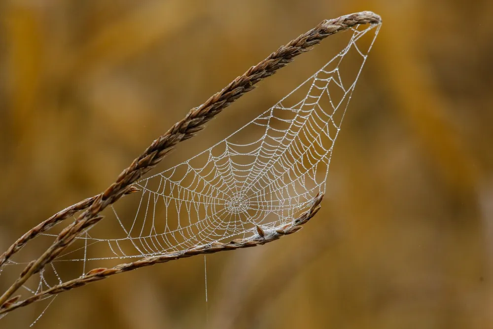 Cobweb Theory in Economics